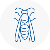 Becceles Wasp Nest Removal